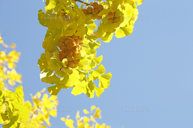 黄葉したイチョウの葉と銀杏
(c)Tetsuya Tanooka/a.collectionRF