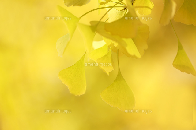 黄葉
(c)Tetsuya Tanooka/a.collectionRF