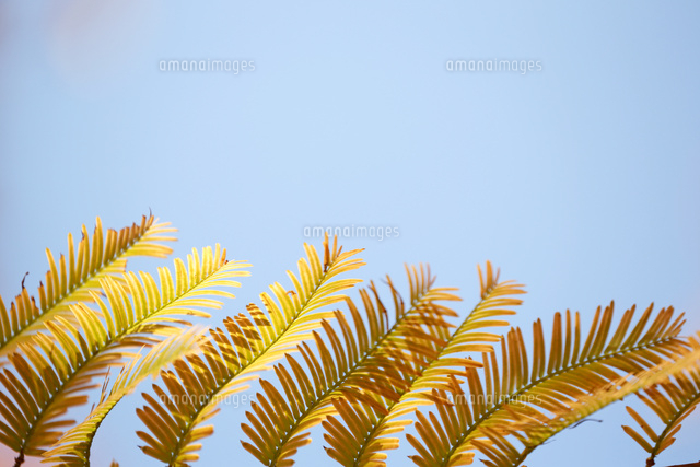 紅葉
(c)Tetsuya Tanooka/a.collectionRF