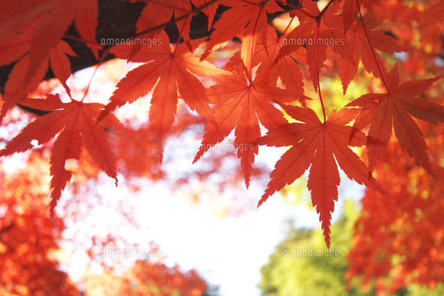 紅葉
(c)Tetsuya Tanooka/a.collectionRF
