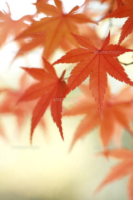 紅葉
(c)Tetsuya Tanooka/a.collectionRF
