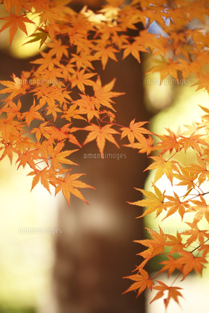 紅葉
(c)Tetsuya Tanooka/a.collectionRF