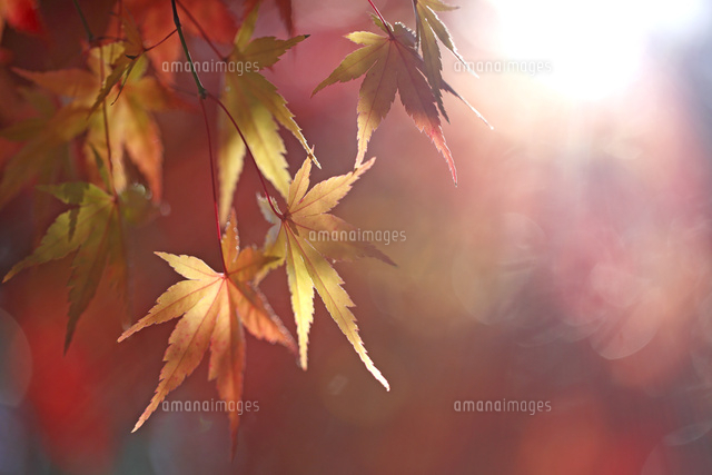 紅葉
(c)Tetsuya Tanooka/a.collectionRF