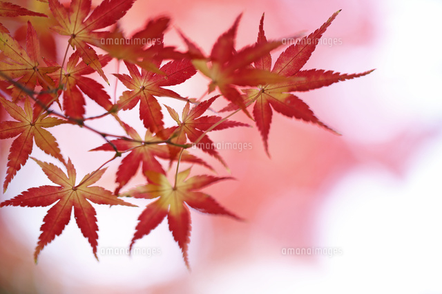 紅葉
(c)Tetsuya Tanooka/a.collectionRF