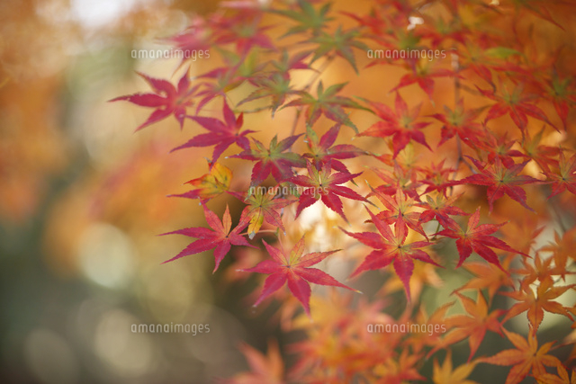 紅葉
(c)Tetsuya Tanooka/a.collectionRF