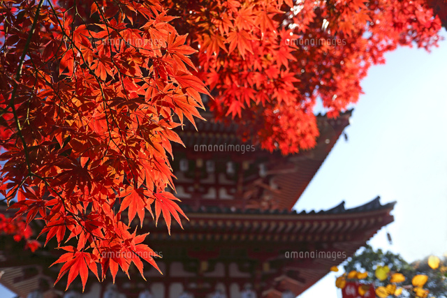 紅葉
(c)Tetsuya Tanooka/a.collectionRF
