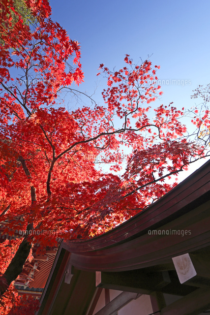 紅葉
(c)Tetsuya Tanooka/a.collectionRF