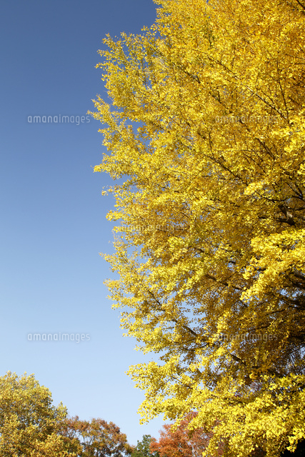 黄葉した木
(c)Tetsuya Tanooka/a.collectionRF