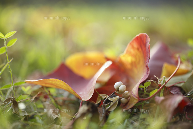 黄葉落葉
(c)Tetsuya Tanooka/a.collectionRF