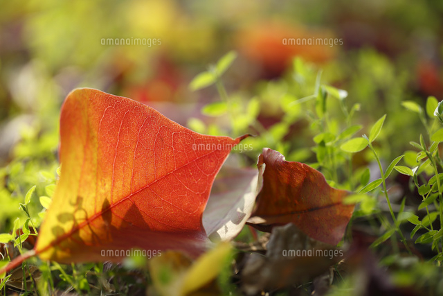 黄葉落葉
(c)Tetsuya Tanooka/a.collectionRF