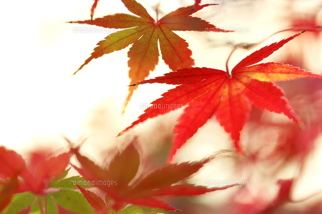 紅葉
(c)Tetsuya Tanooka/a.collectionRF