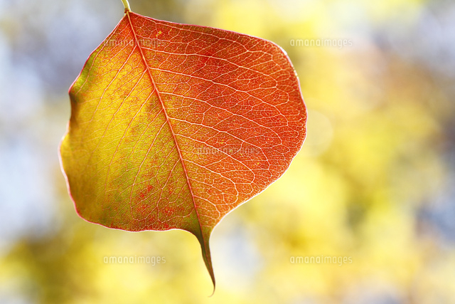 紅葉
(c)Tetsuya Tanooka/a.collectionRF