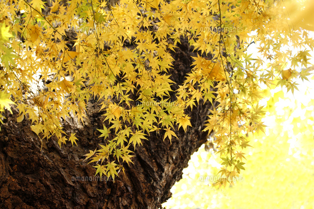 黄葉
(c)Tetsuya Tanooka/a.collectionRF