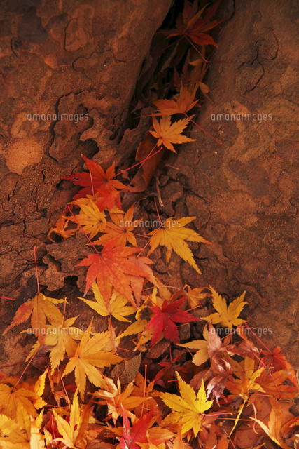 黄葉落葉
(c)Tetsuya Tanooka/a.collectionRF