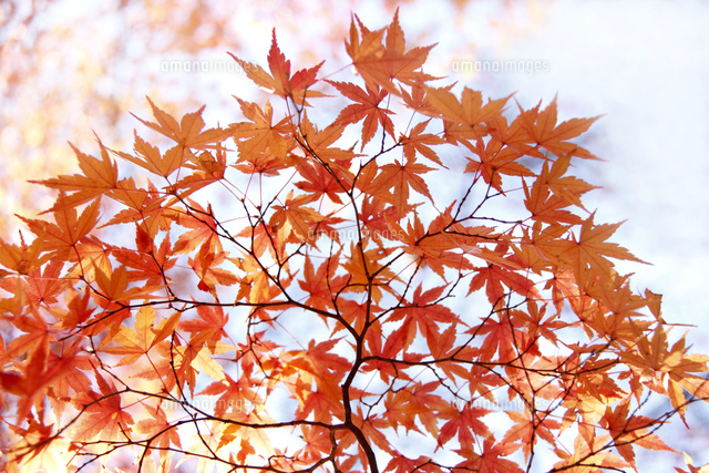 紅葉
(c)Tetsuya Tanooka/a.collectionRF