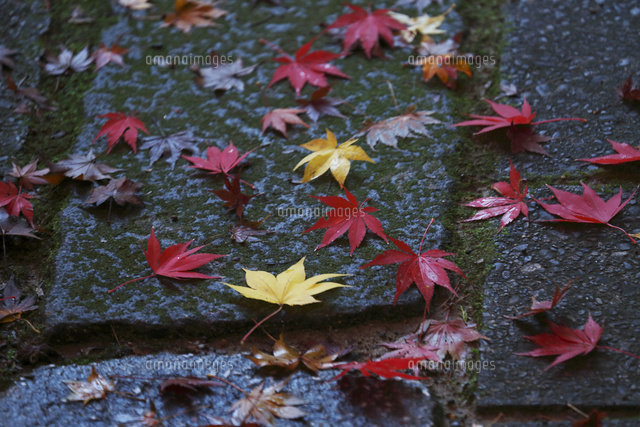 黄葉落葉
(c)Tetsuya Tanooka/a.collectionRF