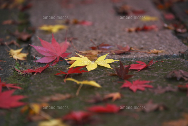 黄葉落葉
(c)Tetsuya Tanooka/a.collectionRF