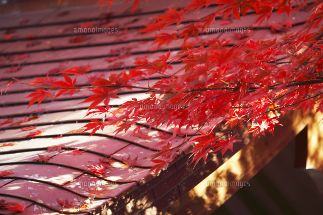 紅葉
(c)Tetsuya Tanooka/a.collectionRF
