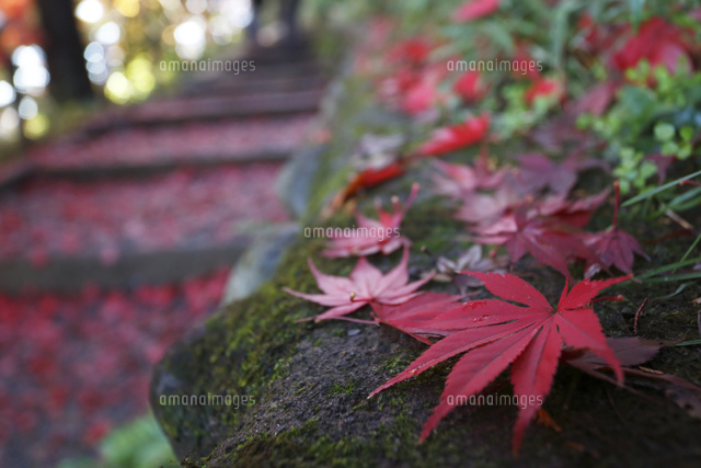 黄葉落葉
(c)Tetsuya Tanooka/a.collectionRF