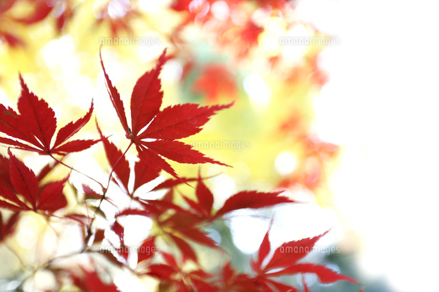 紅葉
(c)Tetsuya Tanooka/a.collectionRF