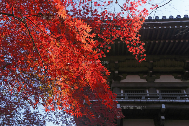 紅葉
(c)Tetsuya Tanooka/a.collectionRF
