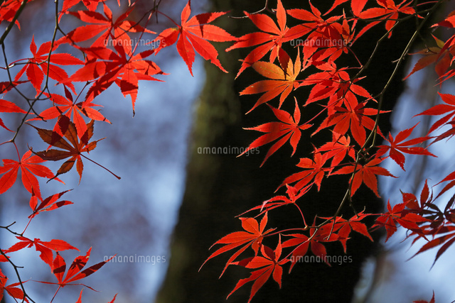 紅葉
(c)Tetsuya Tanooka/a.collectionRF