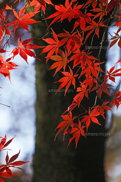 紅葉
(c)Tetsuya Tanooka/a.collectionRF