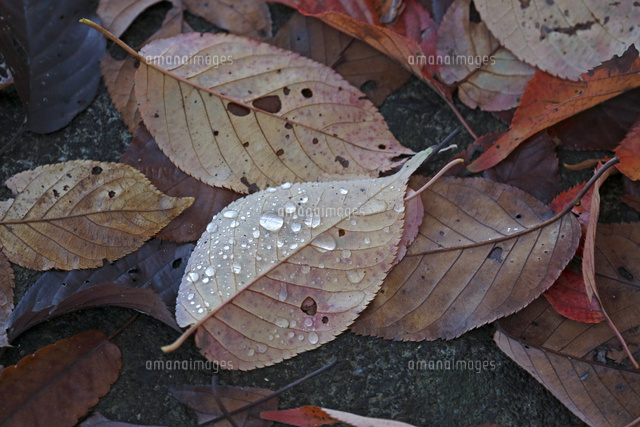 枯葉,落葉
(c)Tetsuya Tanooka/a.collectionRF