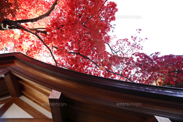 紅葉
(c)Tetsuya Tanooka/a.collectionRF