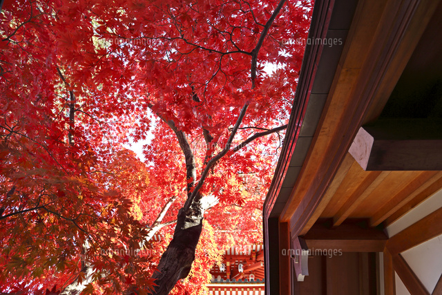 紅葉
(c)Tetsuya Tanooka/a.collectionRF