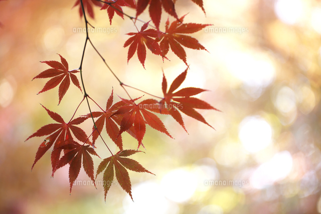 紅葉
(c)Tetsuya Tanooka/a.collectionRF