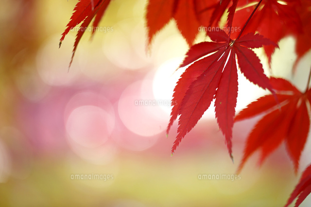 紅葉
(c)Tetsuya Tanooka/a.collectionRF