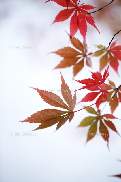 紅葉
(c)Tetsuya Tanooka/a.collectionRF