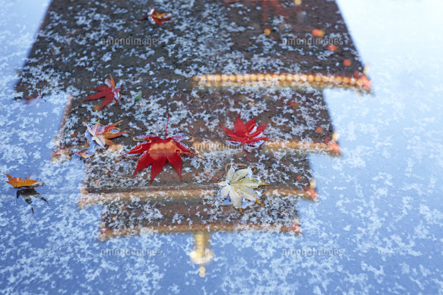 紅葉,落葉
(c)Tetsuya Tanooka/a.collectionRF