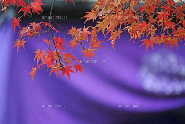紅葉,落葉
(c)Tetsuya Tanooka/a.collectionRF