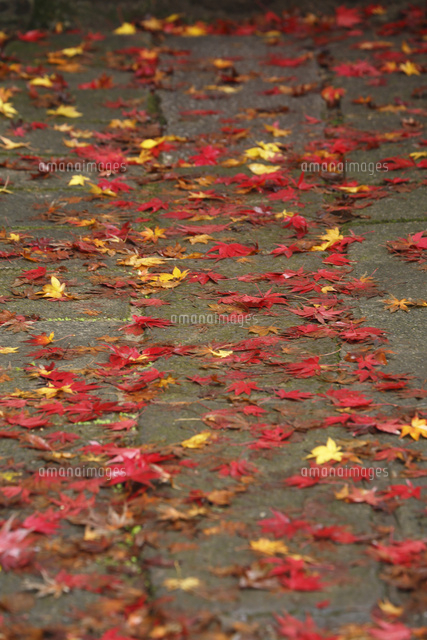紅葉,落葉
(c)Tetsuya Tanooka/a.collectionRF