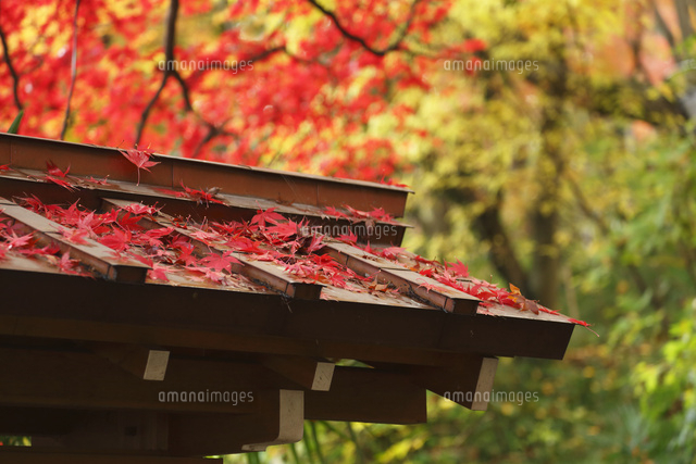 紅葉,落葉
(c)Tetsuya Tanooka/a.collectionRF