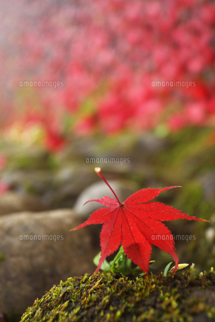 紅葉,落葉
(c)Tetsuya Tanooka/a.collectionRF