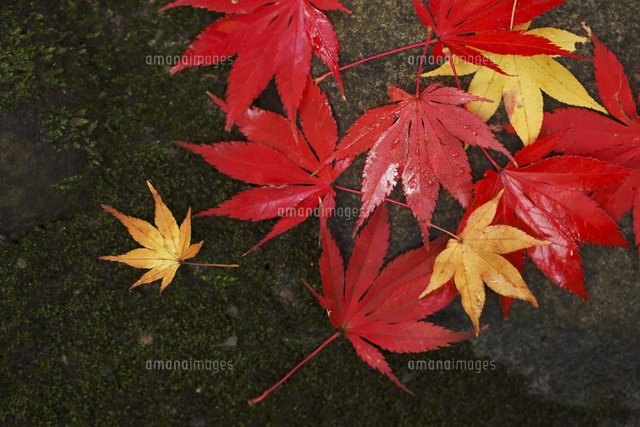 紅葉,落葉
(c)Tetsuya Tanooka/a.collectionRF
