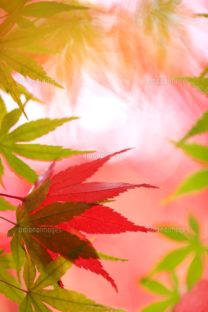 紅葉
(c)Tetsuya Tanooka/a.collectionRF