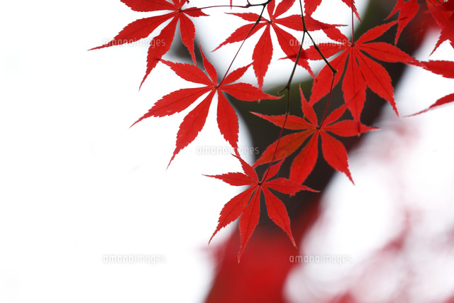 紅葉
(c)Tetsuya Tanooka/a.collectionRF