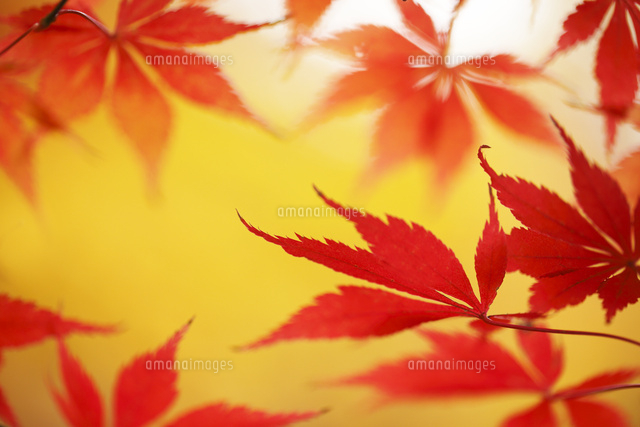 紅葉
(c)Tetsuya Tanooka/a.collectionRF