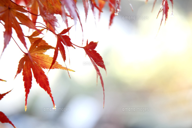 紅葉
(c)Tetsuya Tanooka/a.collectionRF