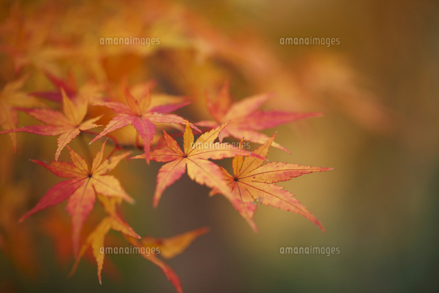 紅葉
(c)Tetsuya Tanooka/a.collectionRF