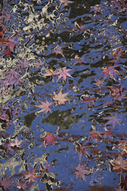紅葉,落葉
(c)Tetsuya Tanooka/a.collectionRF