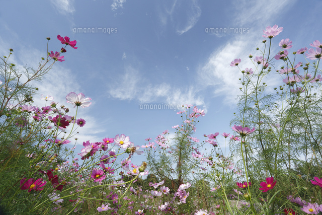 コスモス
(c)Tetsuya Tanooka/a.collectionRF