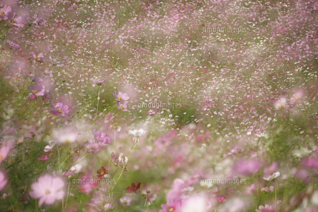 コスモス
(c)Tetsuya Tanooka/a.collectionRF