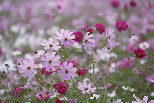 コスモス
(c)Tetsuya Tanooka/a.collectionRF