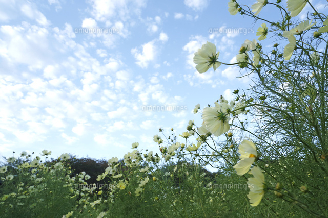コスモス
(c)Tetsuya Tanooka/a.collectionRF