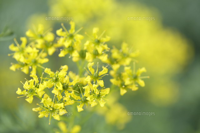 ルー
(c)Tetsuya Tanooka/a.collectionRF